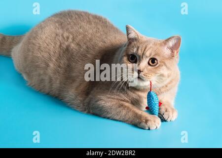 A peach-colored British Shorthair cat plays with a toy mouse on a blue background. Looking off to the side Stock Photo