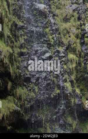 Small streams of water cascading down a volcanic rocky cliffside covered in mosses. lichen and small plants in a rainforest in Haleakala National Park Stock Photo