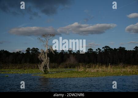 Lake Rousseau, Withlacoochee River in Citrus County Florida. A popular ...