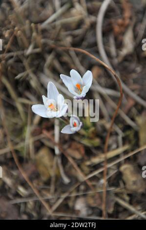 White and deep blue-violet Crocus Ladykiller bloom in a garden in March Stock Photo