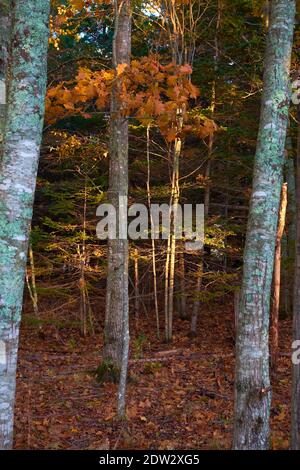 Late afternoon sunlight shines a golden glow on a few trees in a grove during autumn, fall color. In Surry, Maine. Stock Photo