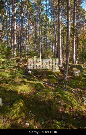 A thick blanket of green moss grows on the ground around trees on the Peter's Brook Trail, part of the Blue Hill Heritage Trust conservation land. In Stock Photo