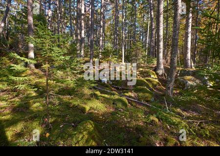 A thick blanket of green moss grows on the ground around trees on the Peter's Brook Trail, part of the Blue Hill Heritage Trust conservation land. In Stock Photo
