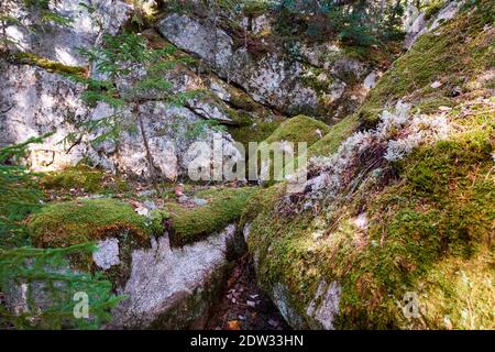A close up, detail of rocks with lush, green moss growing on them. On the Peter's Brook Trail, part of the Blue Hill Heritage Trust conservation land. Stock Photo