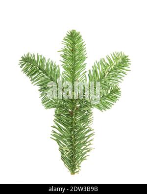 Spruce conifer plant isolated on white background Stock Photo