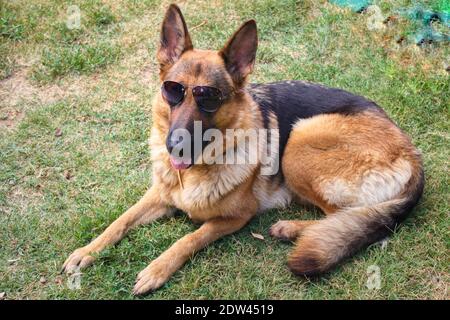 Sunglasses for hot sale german shepherds