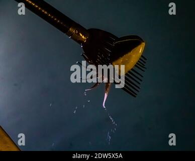 Spearfishing on Lake Hanama, Hamamatsu, Japan Stock Photo