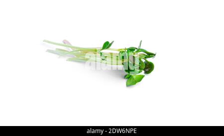 Microgreen on a white background. High quality photo Stock Photo