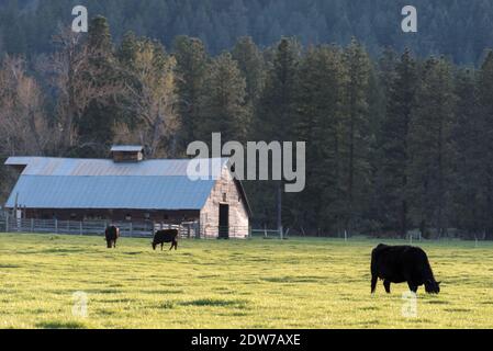 Cows grazing on a ranch in Oregon's Wallowa Valley.