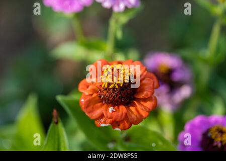 'Liliput mix' Common Zinnia, Zinnia (Zinnia elegans) Stock Photo