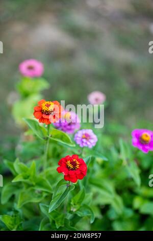 'Liliput mix' Common Zinnia, Zinnia (Zinnia elegans) Stock Photo