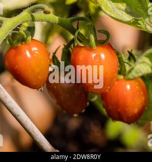 'Fantastica' Cherry tomato, Körsbärstomat (Solanum lycopersicum var. cerasiforme) Stock Photo