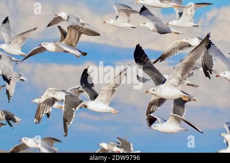 Swarm of flying seagulls in front of blue sky Stock Photo