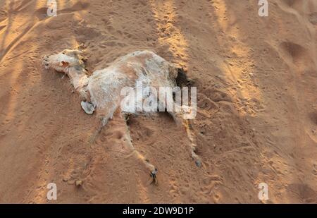 A dead goat in the Wahiba sands in Oman. Stock Photo