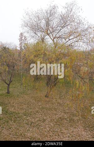 Yellow trees in Autumn Stock Photo