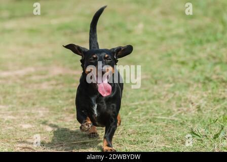 Dachshund running in the field , having fun.  Looks like he's smiling Stock Photo