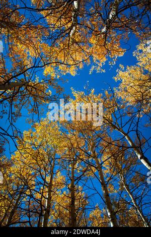 Aspen trees in Autumn, Lake Tahoe, California Stock Photo