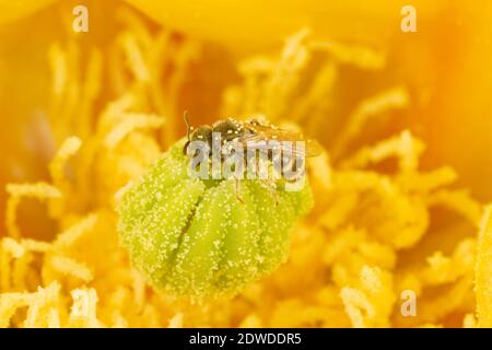 Furrow Bee female, Halictus tripartitus, Halictidae. Body Length 5 mm. Nectaring at Engelmann Prickly Pear Cactus, Opuntia engelmannii, Cactaceae. Stock Photo