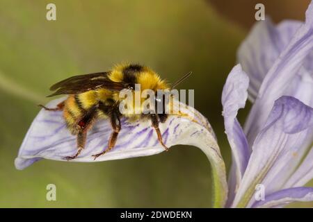 Great Basin Bumble Bee female, Bombus centralis, Apidae. Body Length 16 mm. Nectaring at Wild Iris, Iris missouriensis, Iridaceae. Stock Photo