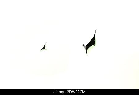 Torn holes in black on white paper Stock Photo