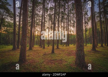 Pine tree at sunrise in Boa Keaw Silvicultural Research Station (Suan Son Boa Keaw), Chiang Mai, Thailand. Stock Photo