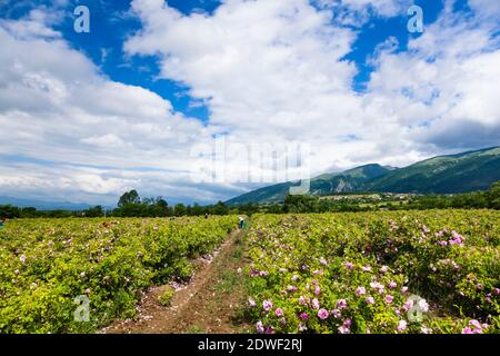 Rose field, Harvest of rose, haevesting roses, The Rose Valley, Karlovo, Plovdiv Province, Bulgaria, Southeast Europe, Europe Stock Photo