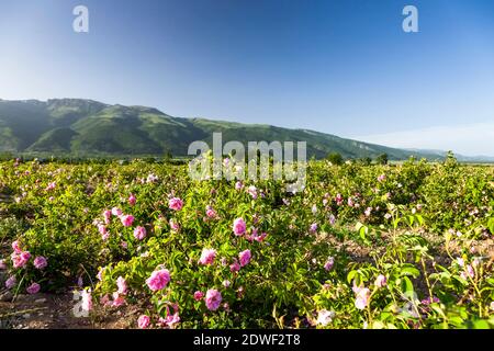 Rose field, Harvest of rose, haevesting roses, The Rose Valley, Kazanlak, Stara Zagora Province, Bulgaria, Southeast Europe, Europe Stock Photo