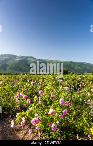 Rose field, Harvest of rose, haevesting roses, The Rose Valley, Kazanlak, Stara Zagora Province, Bulgaria, Southeast Europe, Europe Stock Photo