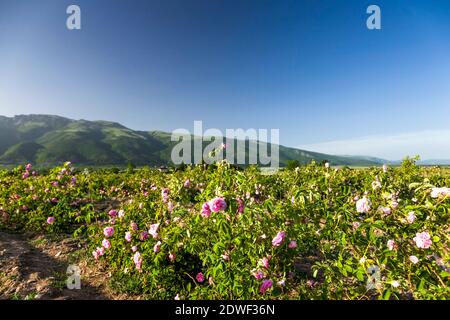 Rose field, Harvest of rose, haevesting roses, The Rose Valley, Kazanlak, Stara Zagora Province, Bulgaria, Southeast Europe, Europe Stock Photo