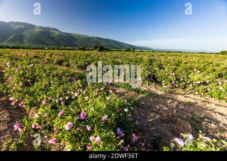 Rose field, Harvest of rose, haevesting roses, The Rose Valley, Kazanlak, Stara Zagora Province, Bulgaria, Southeast Europe, Europe Stock Photo