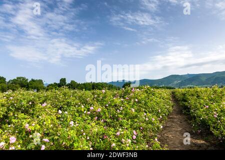 Rose field, Harvest of rose, haevesting roses, The Rose Valley, Kazanlak, Stara Zagora Province, Bulgaria, Southeast Europe, Europe Stock Photo