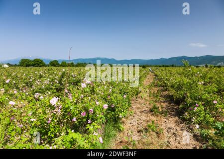 Rose field, Harvest of rose, haevesting roses, The Rose Valley, Kazanlak, Stara Zagora Province, Bulgaria, Southeast Europe, Europe Stock Photo