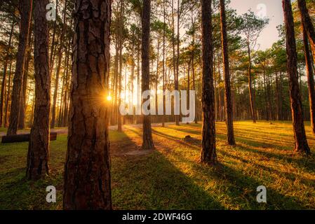 Pine tree at sunrise in Boa Keaw Silvicultural Research Station (Suan Son Boa Keaw), Chiang Mai, Thailand. Stock Photo