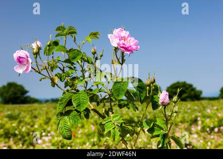 Rose field, Harvest of rose, haevesting roses, The Rose Valley, Kazanlak, Stara Zagora Province, Bulgaria, Southeast Europe, Europe Stock Photo