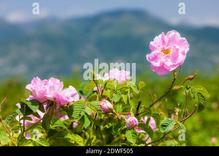 Rose field, Harvest of rose, haevesting roses, The Rose Valley, Kazanlak, Stara Zagora Province, Bulgaria, Southeast Europe, Europe Stock Photo