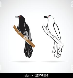 Asian koel bird(Eudynamys scolopaceus) on white background. Birds. Animals. Easy editable layered vector illustration. Stock Vector