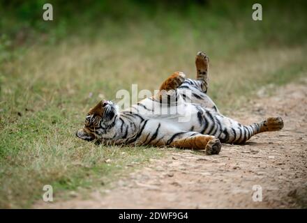 Bengal tiger (Panthera tigris Tigris) rolling on back, the natural habitat of a tiger, cat behaviour of a tiger, Stock Photo
