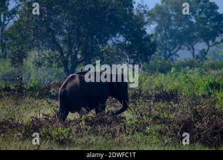 Wild elephants in the green jungle, Deep in the woods, life beats beneath the canopy.. You do find magic in the every day, and eternity in the ordinary.. Stock Photo