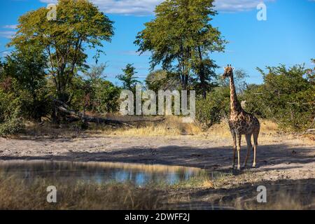 Beautiful South African giraffe in african bush on small waterhole, Moremi Game reserve Botswana, Africa safari wildlife Stock Photo