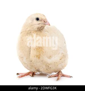 Japanese quail in front of white background Stock Photo