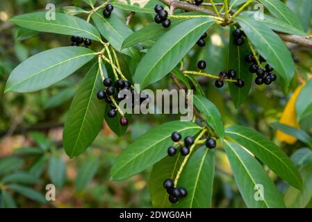 Prunus laurocerasus or Otto Luyken - berries of cherry laurel. Stock Photo