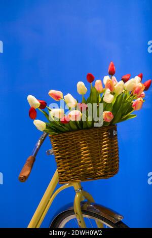 Large wicker basket with colorful fresh tulips standing on the steering wheel of a yellow bicycle isolated on sky blue Stock Photo