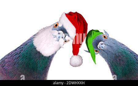 pigeons in santa and elf costume looking at the screen isolated on white, new Year Stock Photo