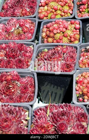 Red Sempervivums Houseleeks in pots Stock Photo
