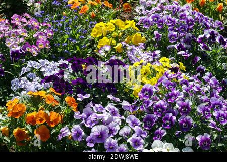 Colorful spring pansies garden bedding garden spring Stock Photo