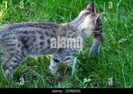 Domestic cat mouse mouth, carries a catch Stock Photo