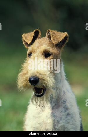 Portrait of Wire-Haired Fox Terrier Stock Photo