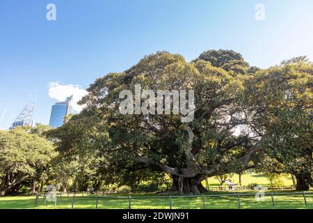 Large, old Ficus Macrophylla, commonly known as the Moreton Bay fig or Australian banyan. Stock Photo