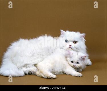White Persian Domestic Cat, Mother and Kitten Stock Photo
