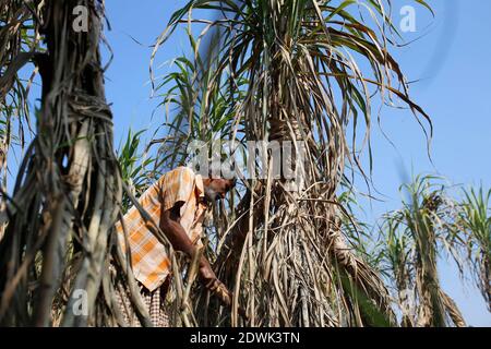 Naogaon, Bangladesh. 23rd Dec, 2020. Nur Mohammad (60), a farmer cuts the crop of sugarcane from a field of village Chilimpur in Dhamoihat, Naogaon. Credit: MD Mehedi Hasan/ZUMA Wire/Alamy Live News Stock Photo
